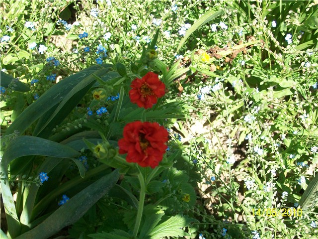 geum, blaženak -lat. geum chiloense mrs bradshaw